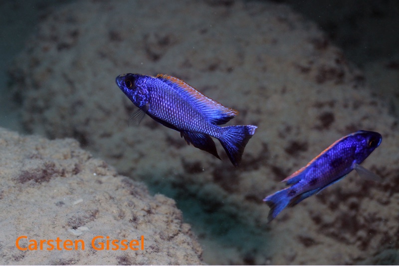 Otopharynx lithobates 'Domwe Island'